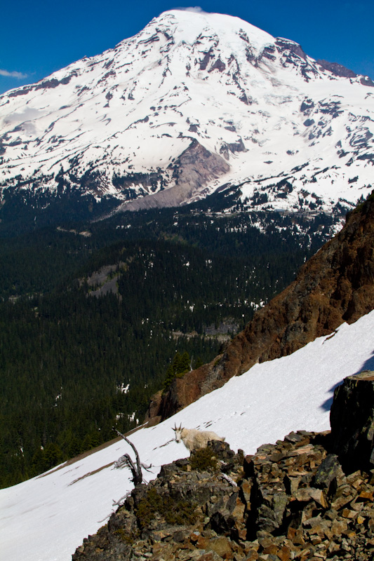 Mountain Goat And Mount Rainier